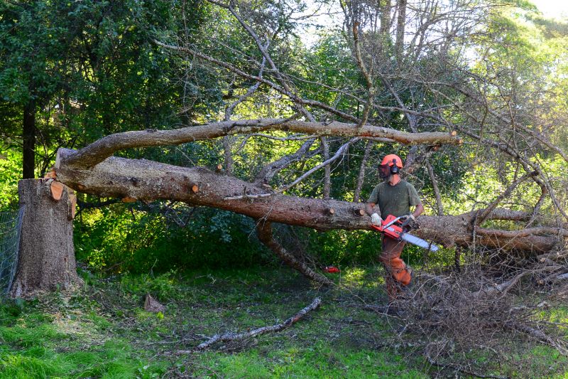 Fallen Tree Removal detail