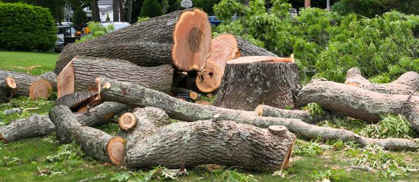 Large Tree Removal in Foley
