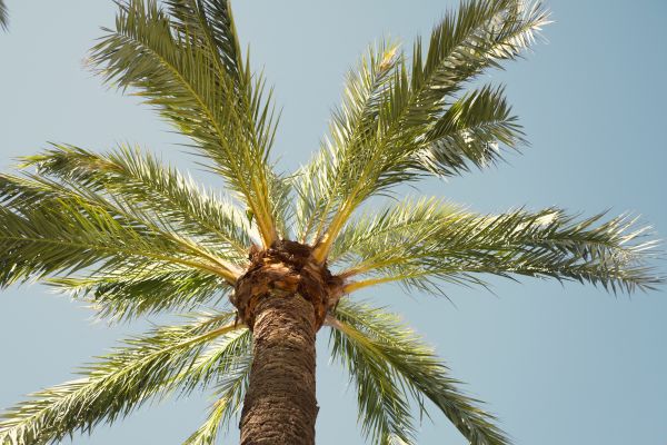 Palm Tree Removal in Foley