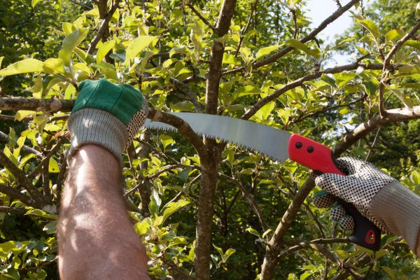 Small Tree Removal in Foley