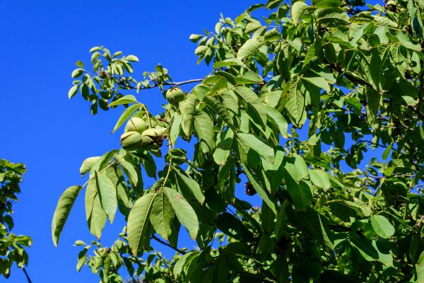 Walnut Tree Removal in Foley