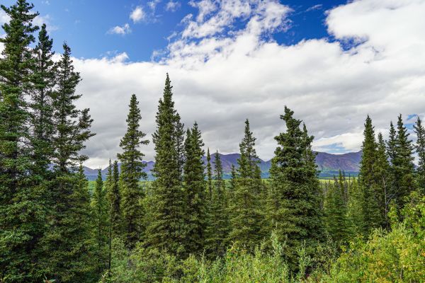 Spruce Tree Removal in Foley