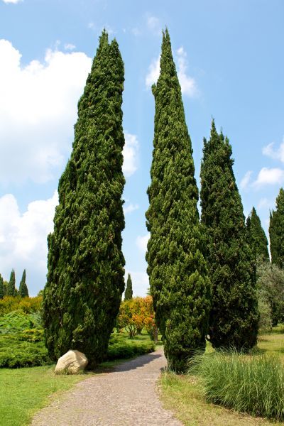 Cypress Tree Removal in Foley