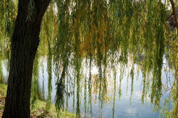 Willow Tree Removal in Foley