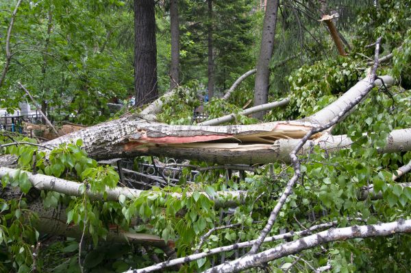 Birch Tree Removal in Foley