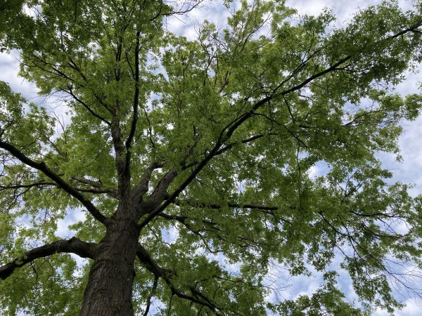 Oak Tree Removal in Foley