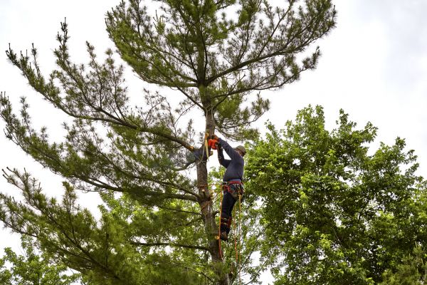 Pine Tree Removal in Foley