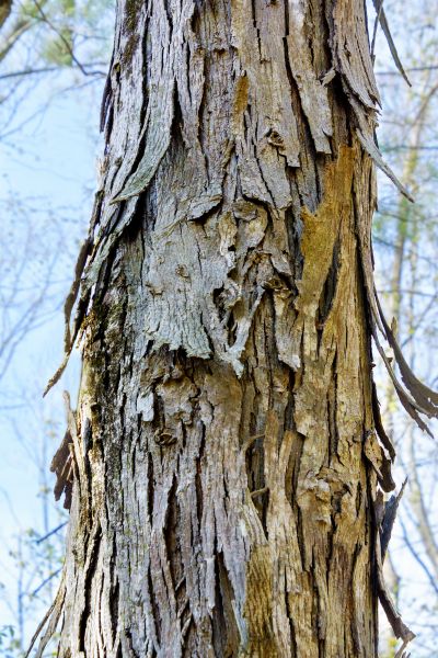 Hickory Tree Removal in Foley