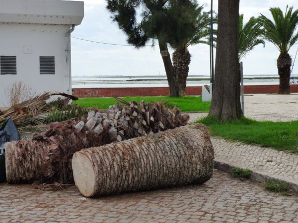 Palm Trees Removal in Foley