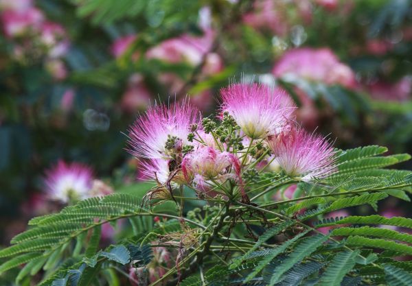 Mimosa Tree Removal in Foley