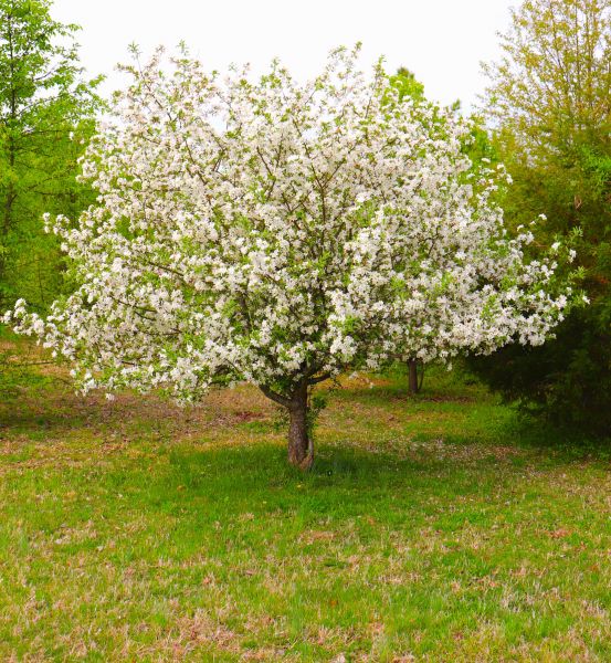Dogwood Tree Removal in Foley