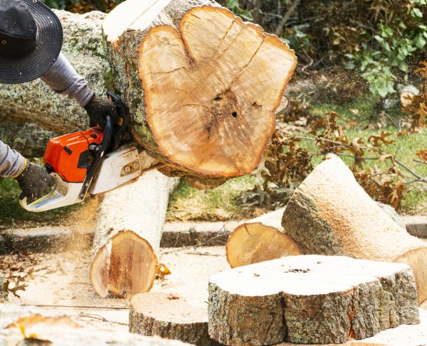 Tree Removal Service in Foley