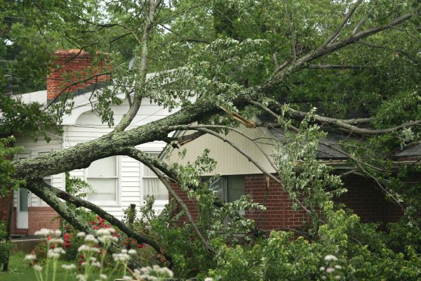 Emergency Tree Removal in Foley