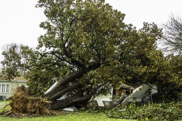 Fallen Tree Removal in Foley