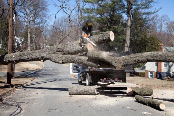 Residential Tree Removal in Foley