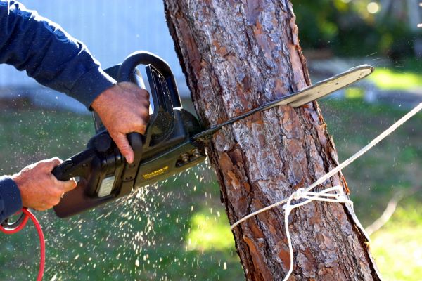 Dead Tree Removal in Foley